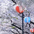 桜のトンネルと提灯の花見気分